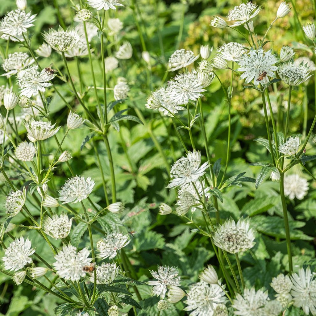 Sanícula hembra Shaggy - Astrantia major