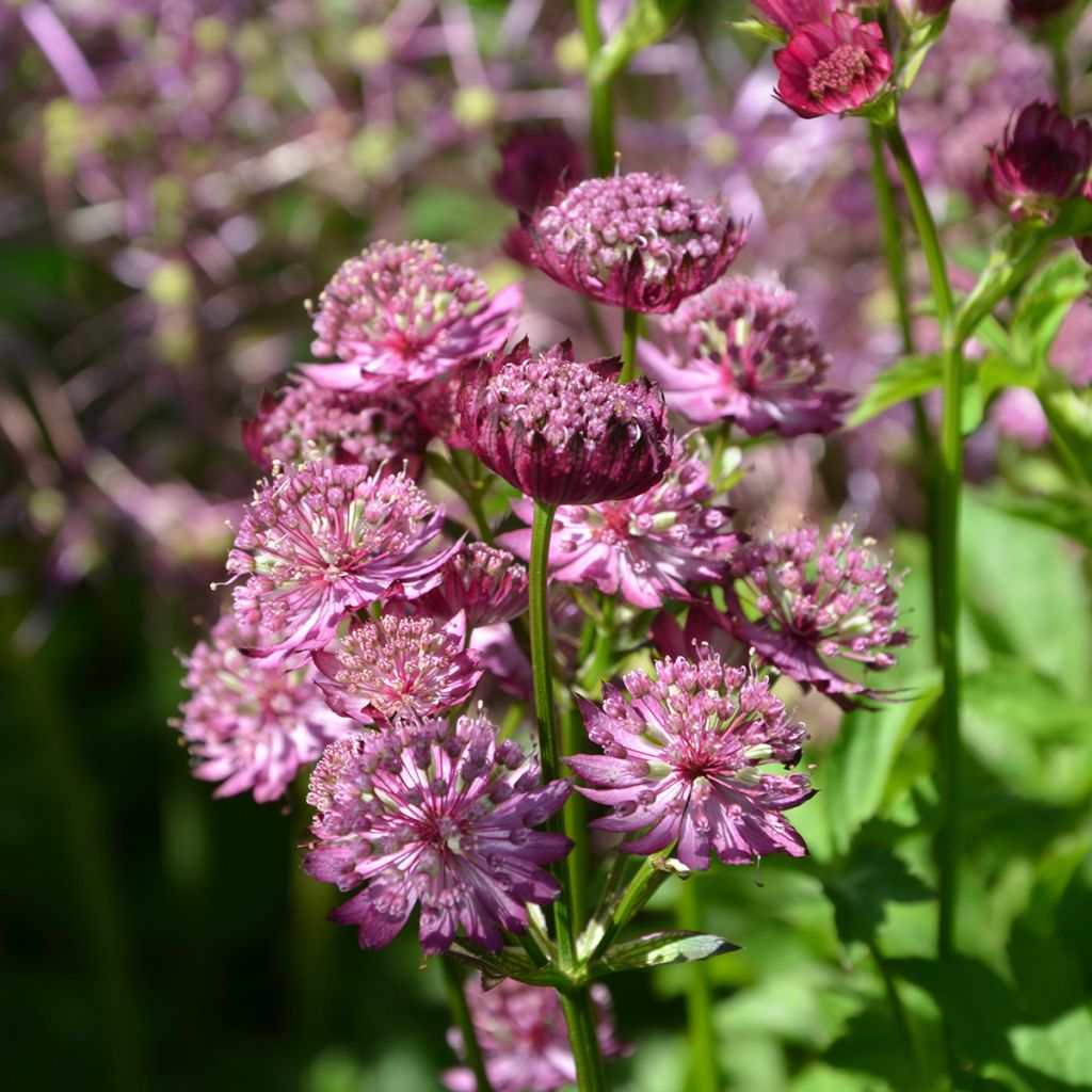 Sanícula hembra Star of Beauty - Astrantia major