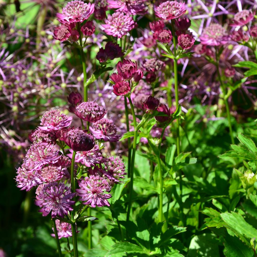 Sanícula hembra Star of Beauty - Astrantia major