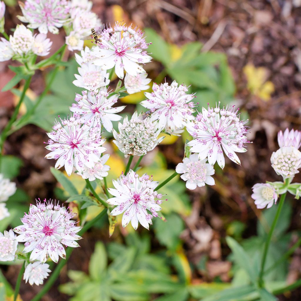 Sanícula hembra Sunningdale Variegated - Astrantia major