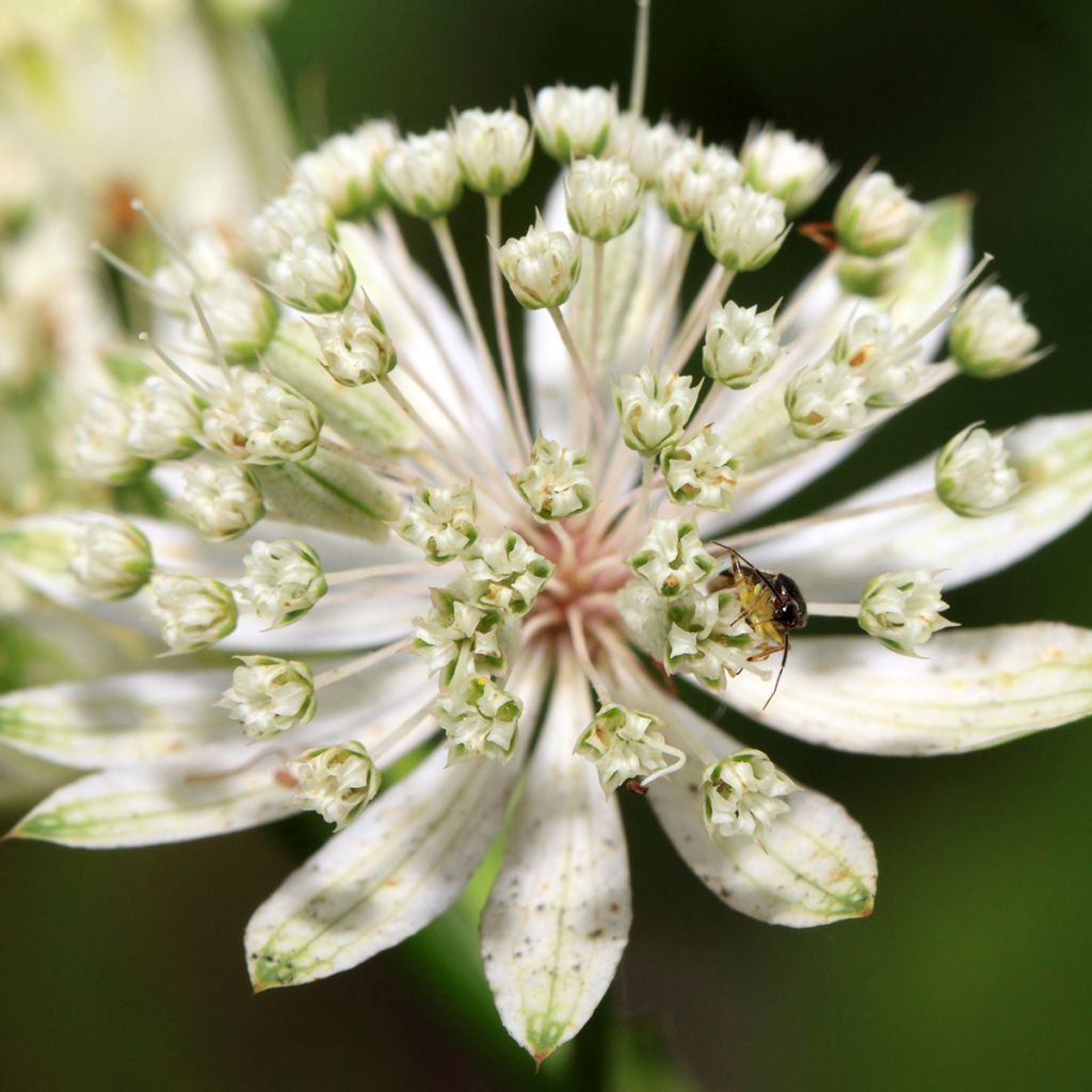 Sanícula hembra White Giant - Astrantia major