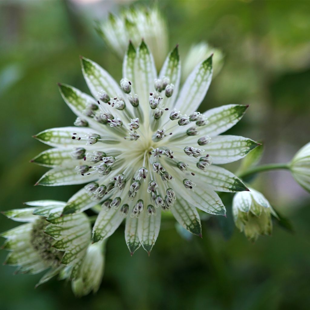 Sanícula hembra White Giant - Astrantia major