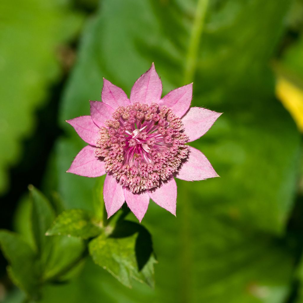 Astrantia maxima - Sanícula