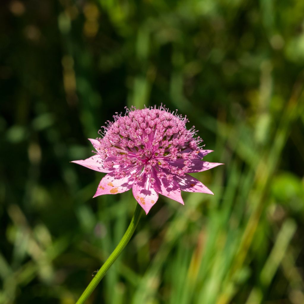 Astrantia maxima - Sanícula