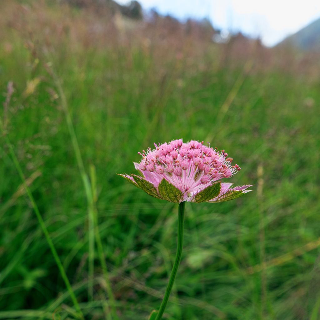 Astrantia maxima - Sanícula