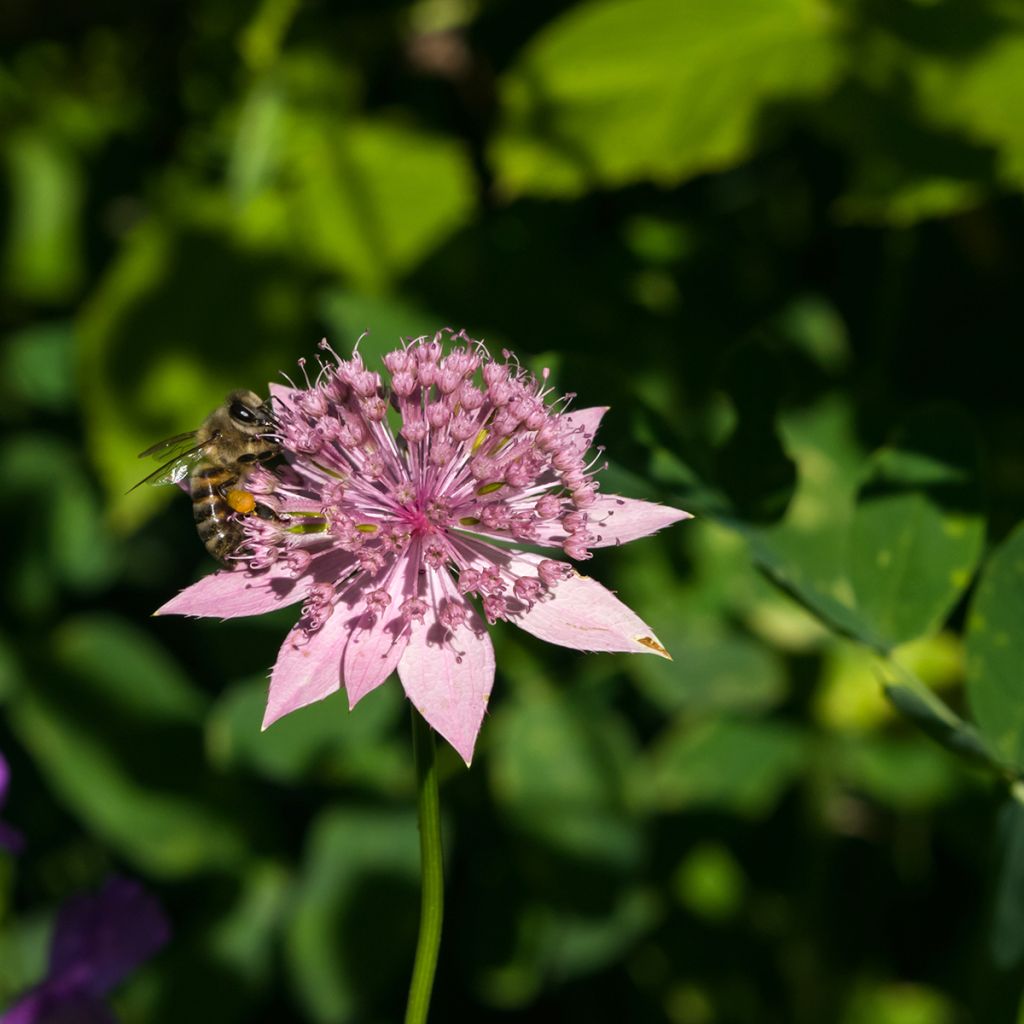 Astrantia maxima - Sanícula