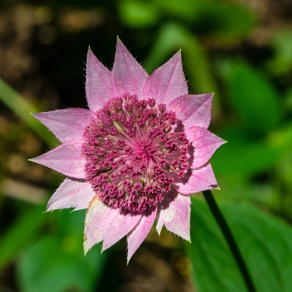 Astrantia maxima - Sanícula