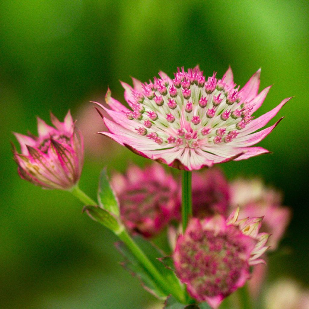 Sanícula hembra Venice - Astrantia major