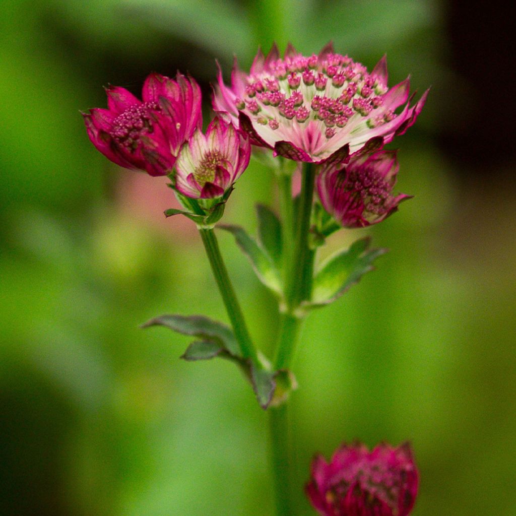 Sanícula hembra Venice - Astrantia major