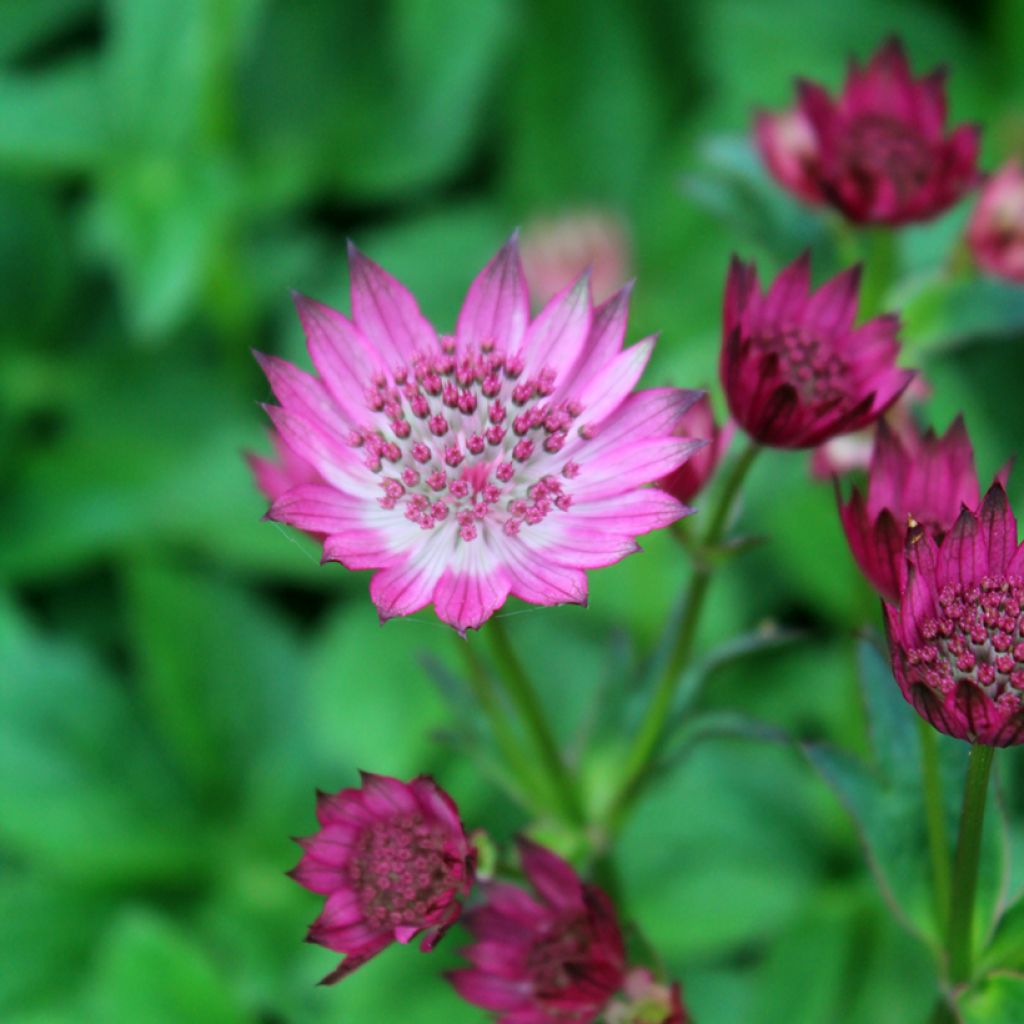 Sanícula hembra Venice - Astrantia major