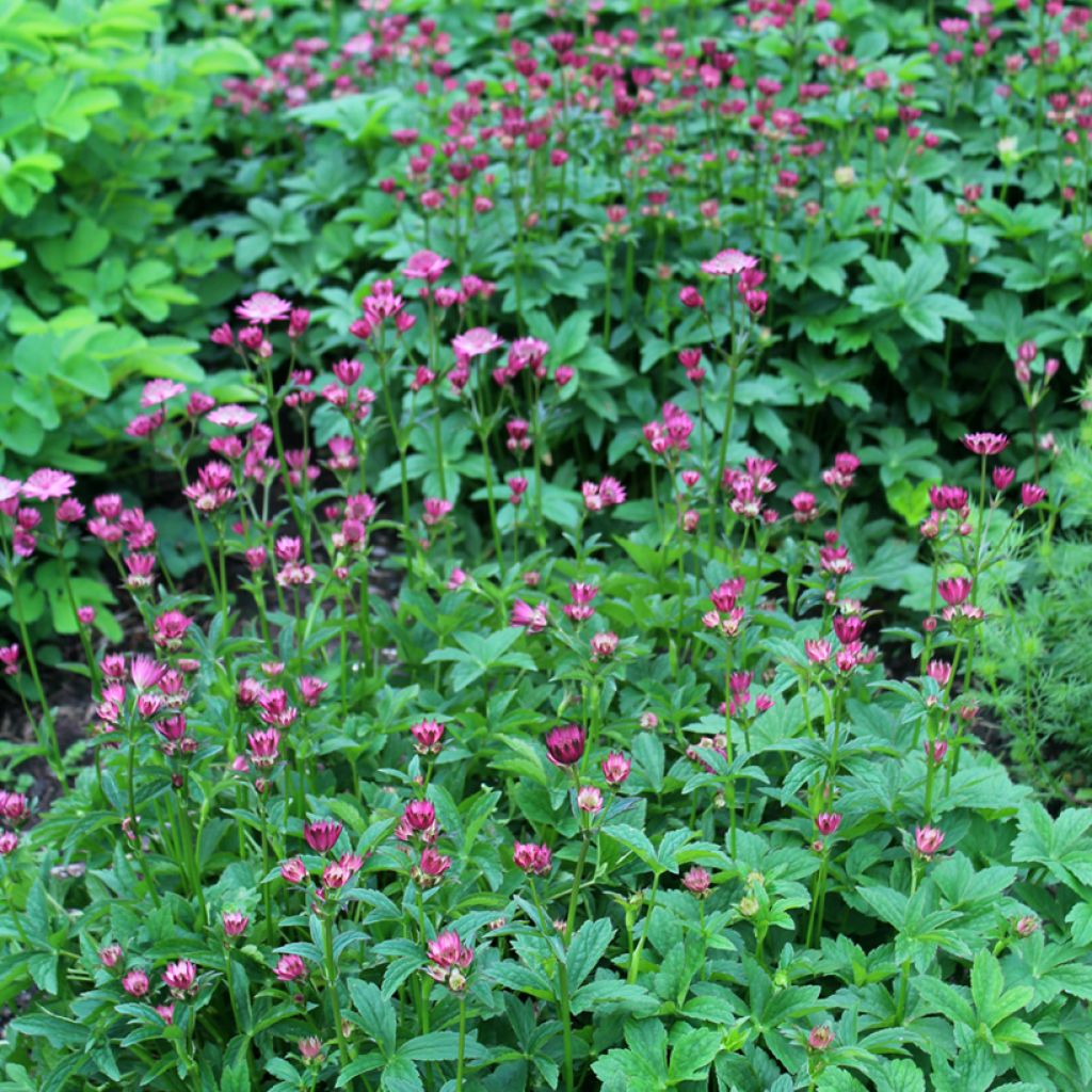 Sanícula hembra Venice - Astrantia major