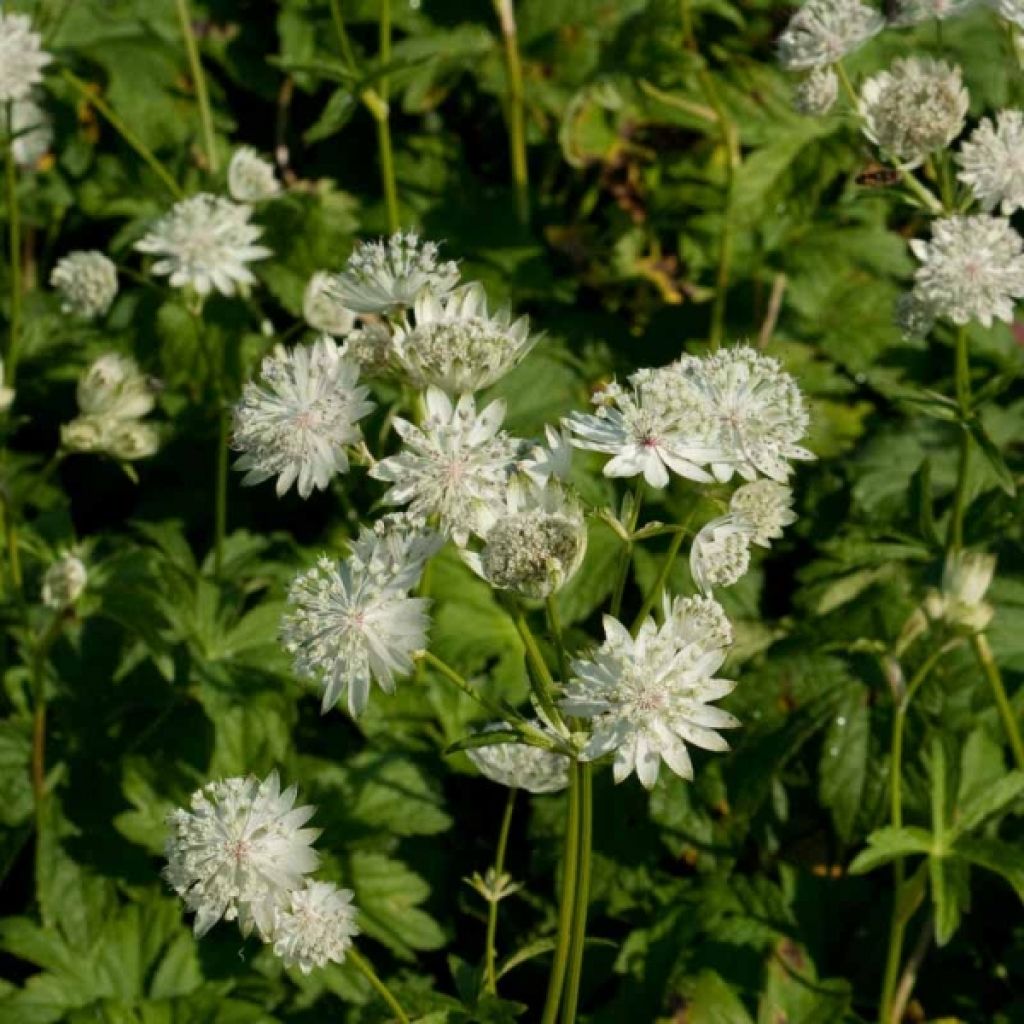 Astrance - Astrantia major Super Star