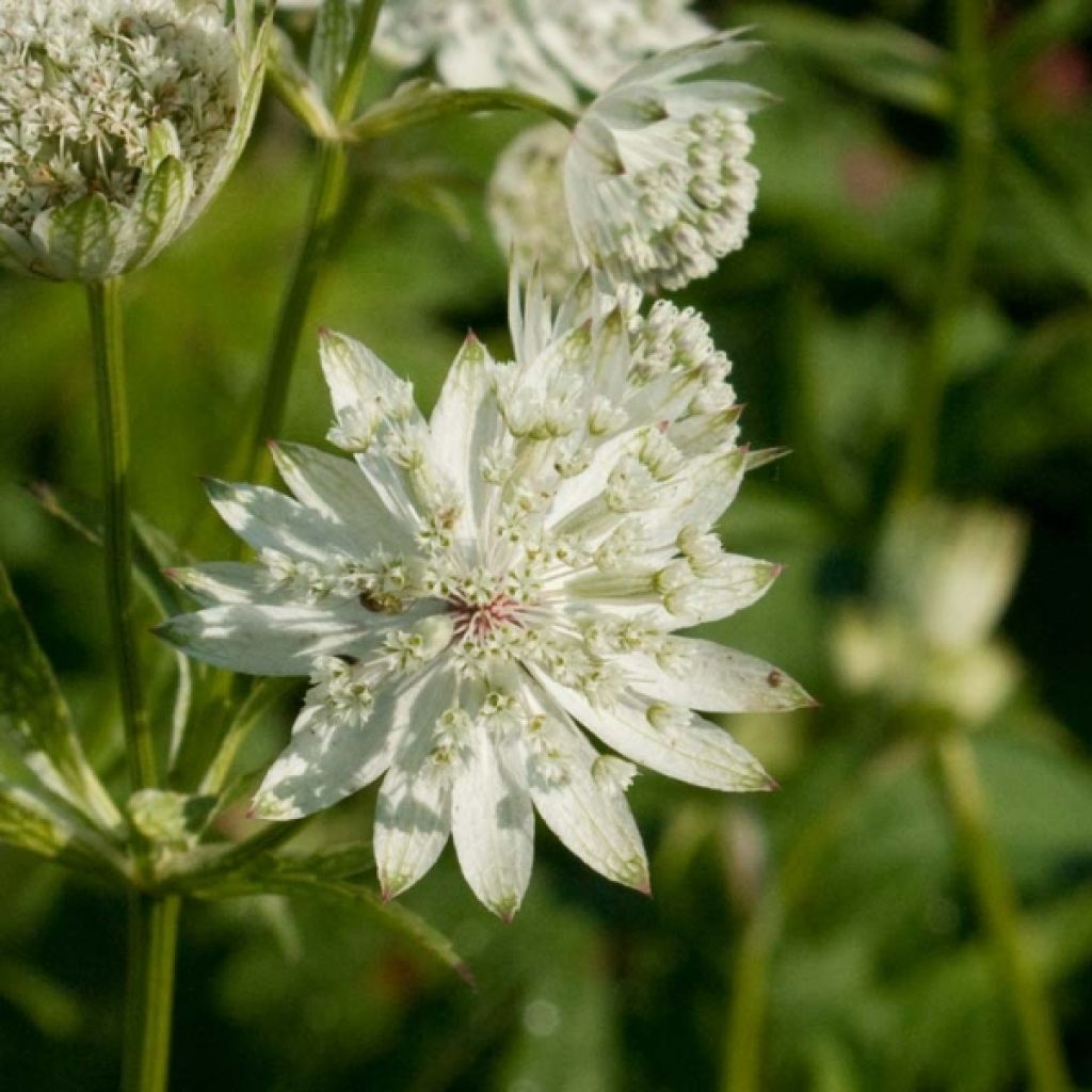 Astrance - Astrantia major Super Star