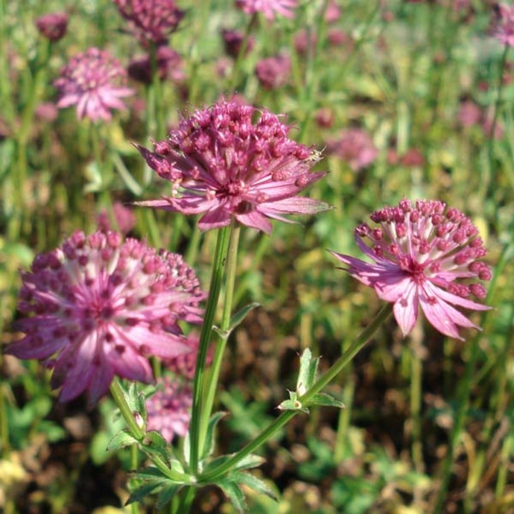 Sanícula hembra Venice - Astrantia major