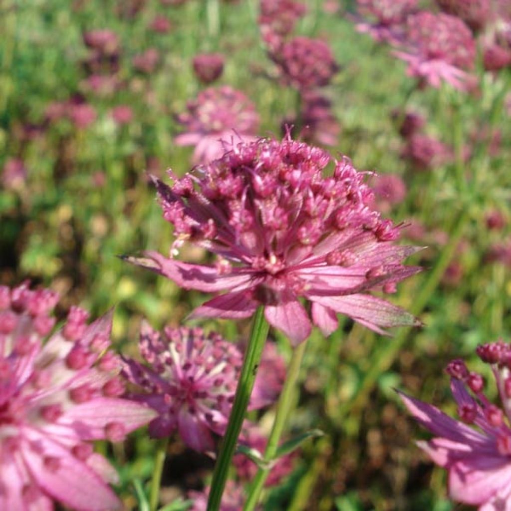 Sanícula hembra Venice - Astrantia major