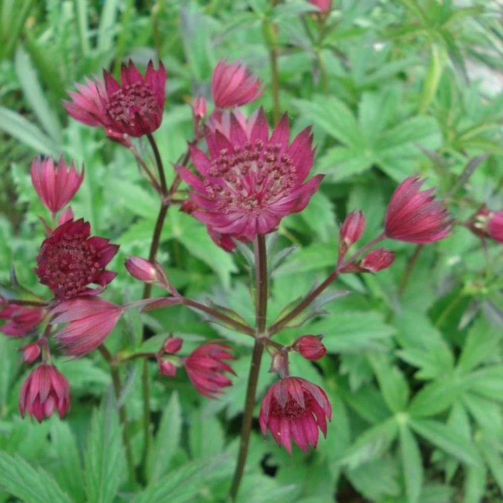 Sanícula hembra Ruby Wedding - Astrantia major