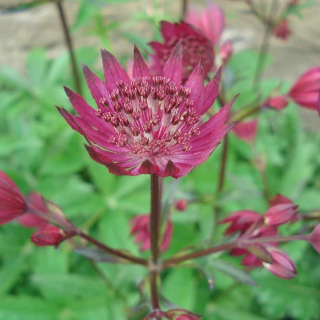 Sanícula hembra Ruby Wedding - Astrantia major