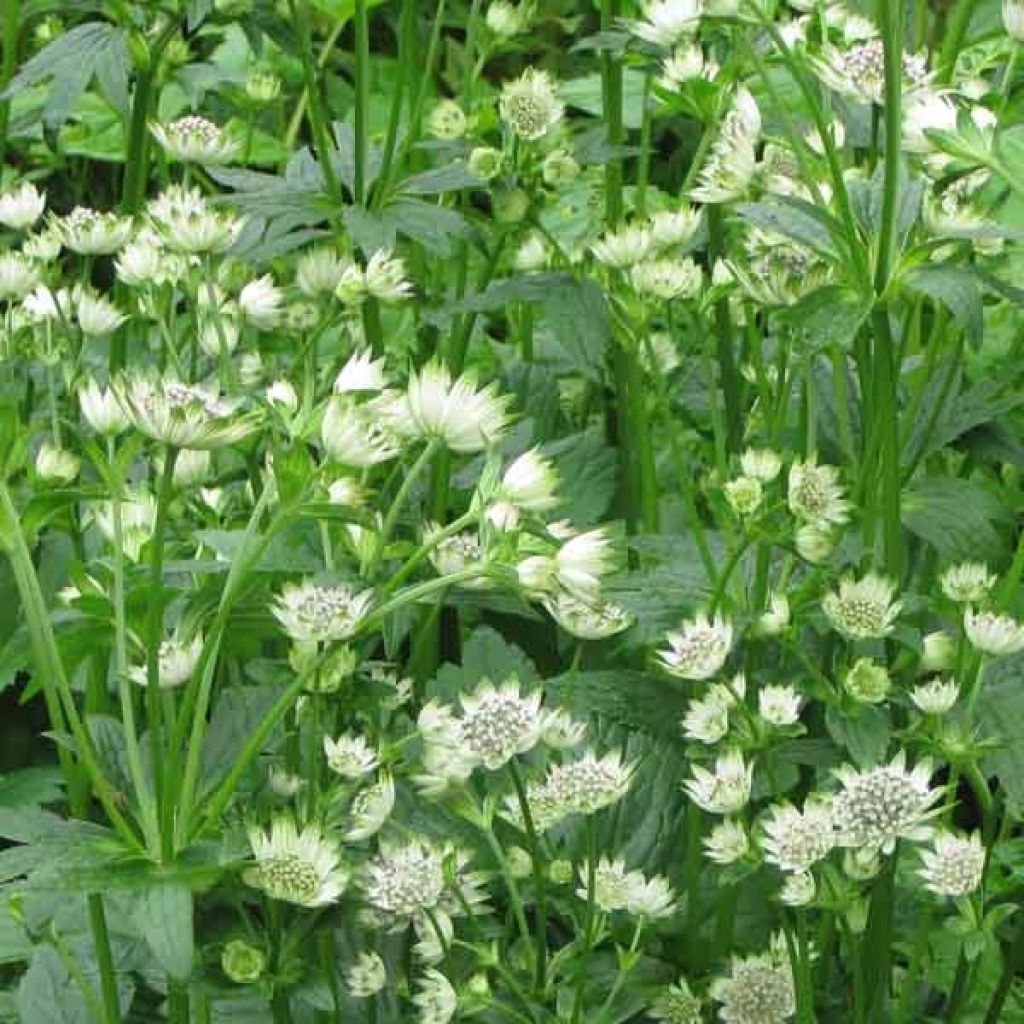 Astrance - Astrantia Star of Billion