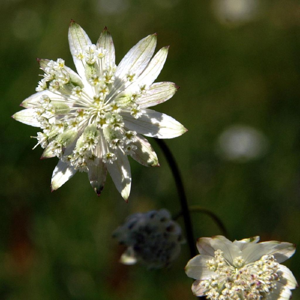 Astrantia bavarica