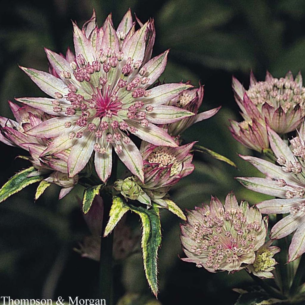 Graines de Grande Astrance - Astrantia major