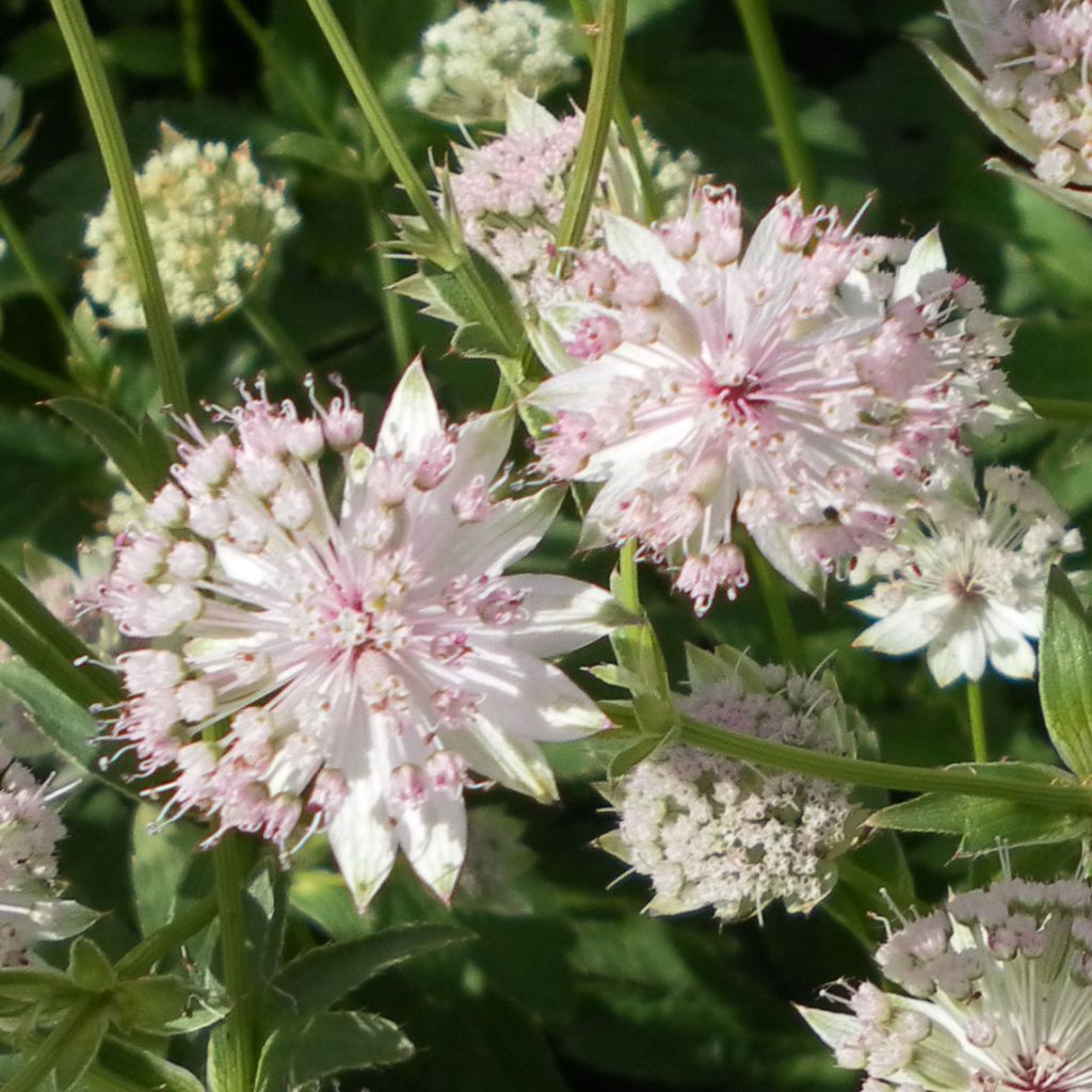 Astrance - Astrantia major Buckland