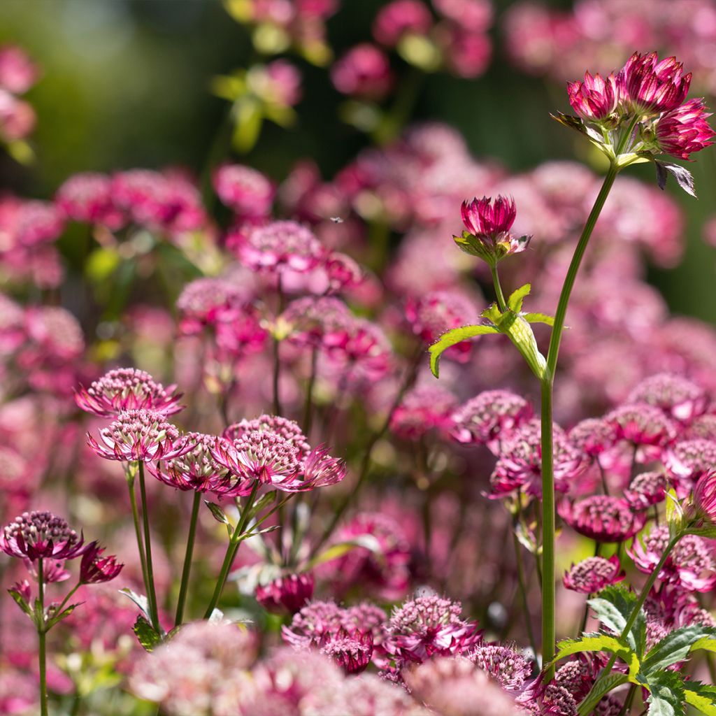 Burgundy Manor Cerise Button - Astrantia major