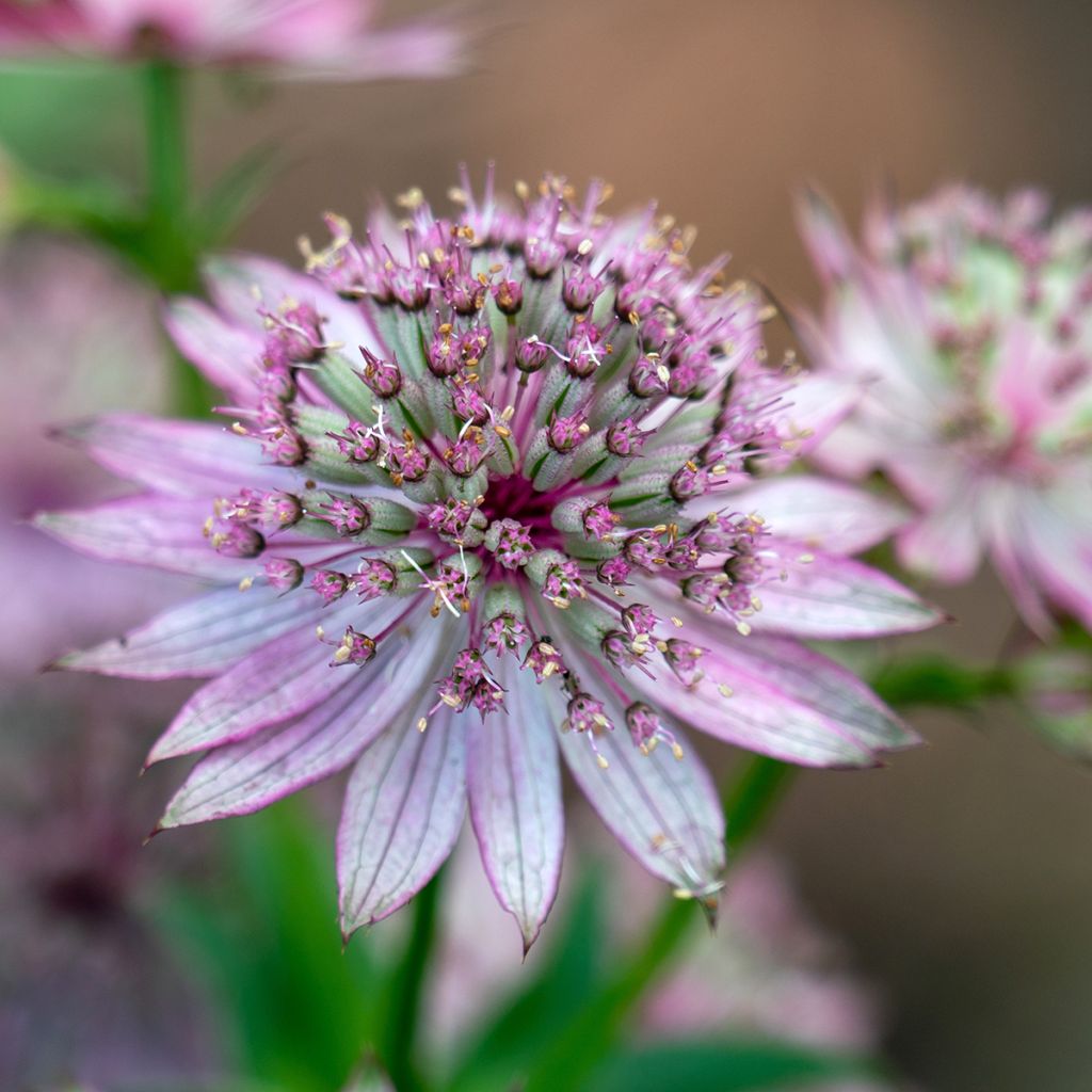 Sanícula hembra - Astrantia major