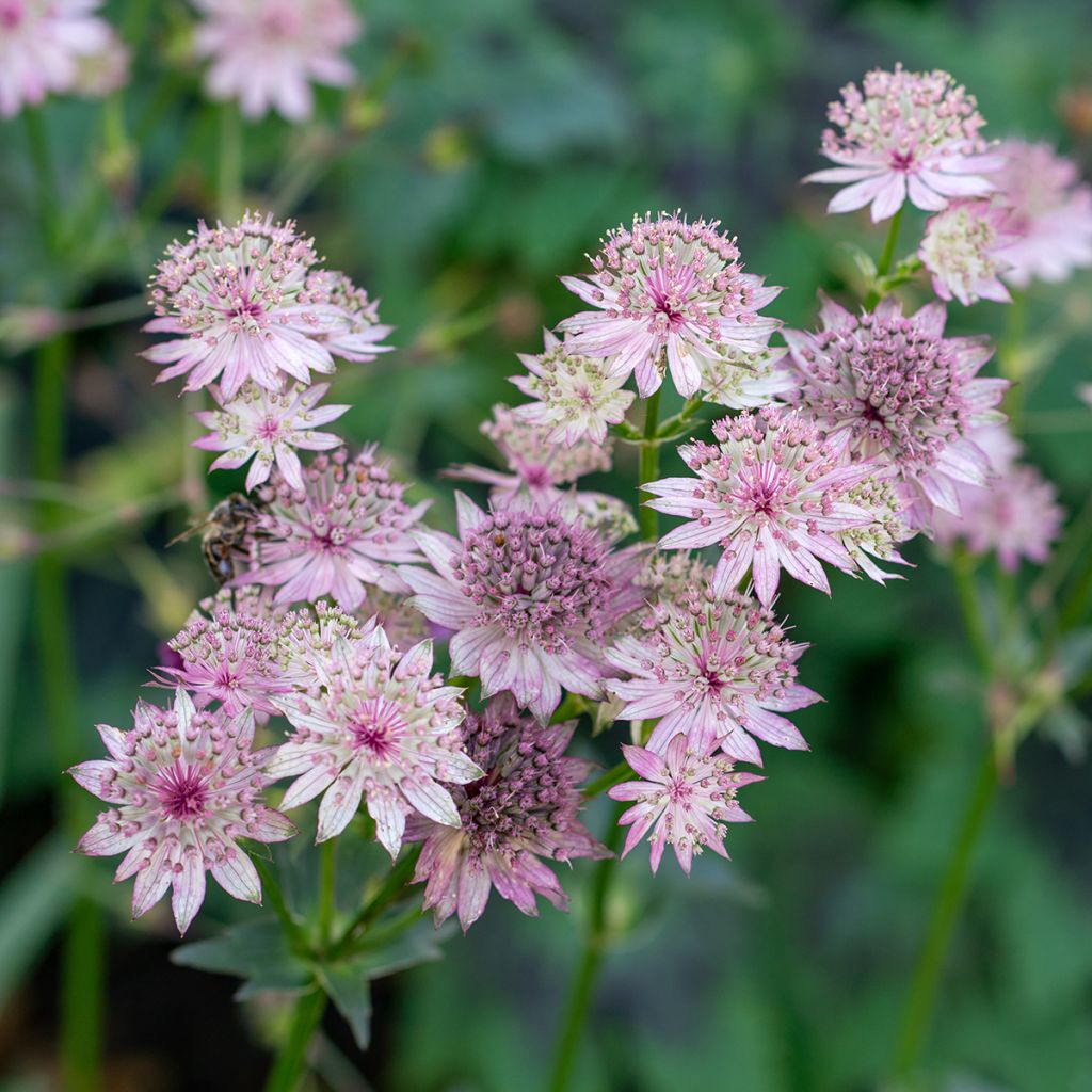 Sanícula hembra - Astrantia major