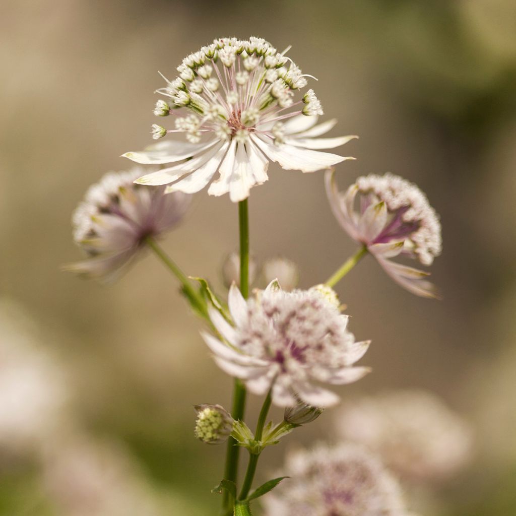 Sanícula hembra - Astrantia major