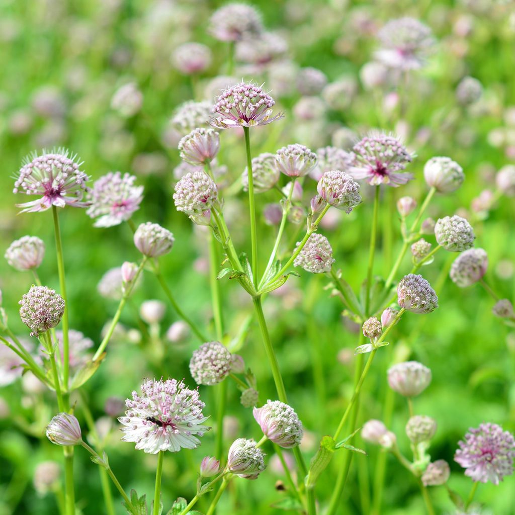 Sanícula hembra - Astrantia major