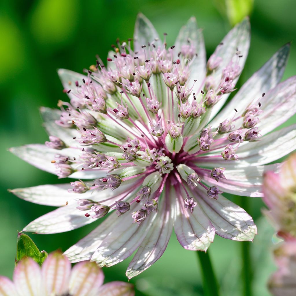 Sanícula hembra - Astrantia major