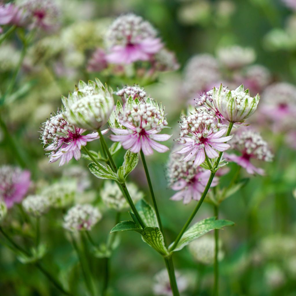 Sanícula hembra - Astrantia major