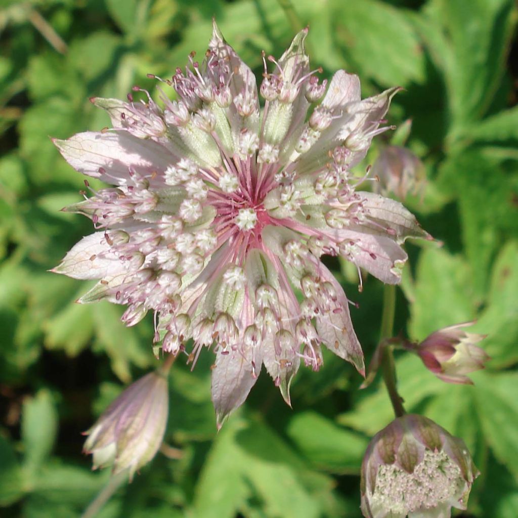 Astrance - Astrantia major Pink Sensation 