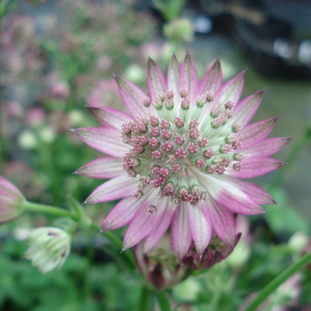 Astrance - Astrantia major Roma