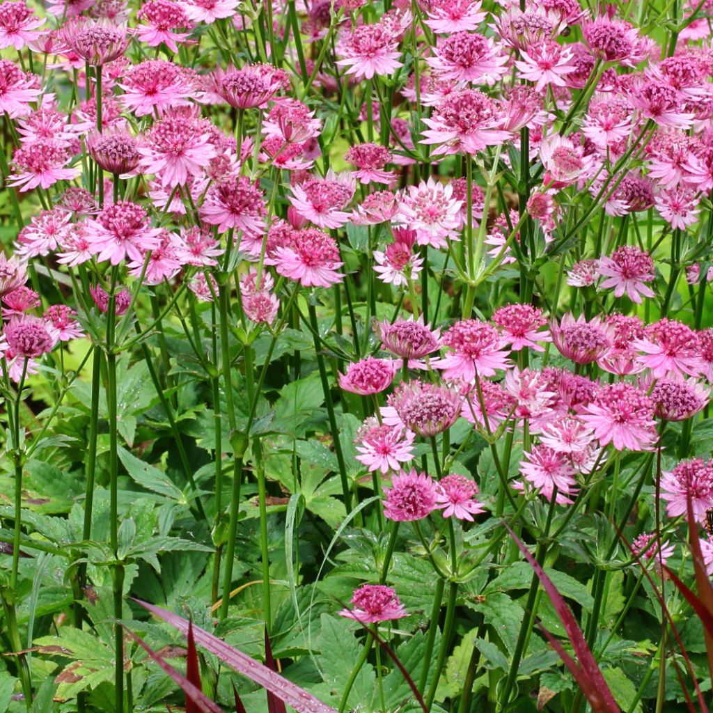 Astrance, Astrantia major Rosensinfonie