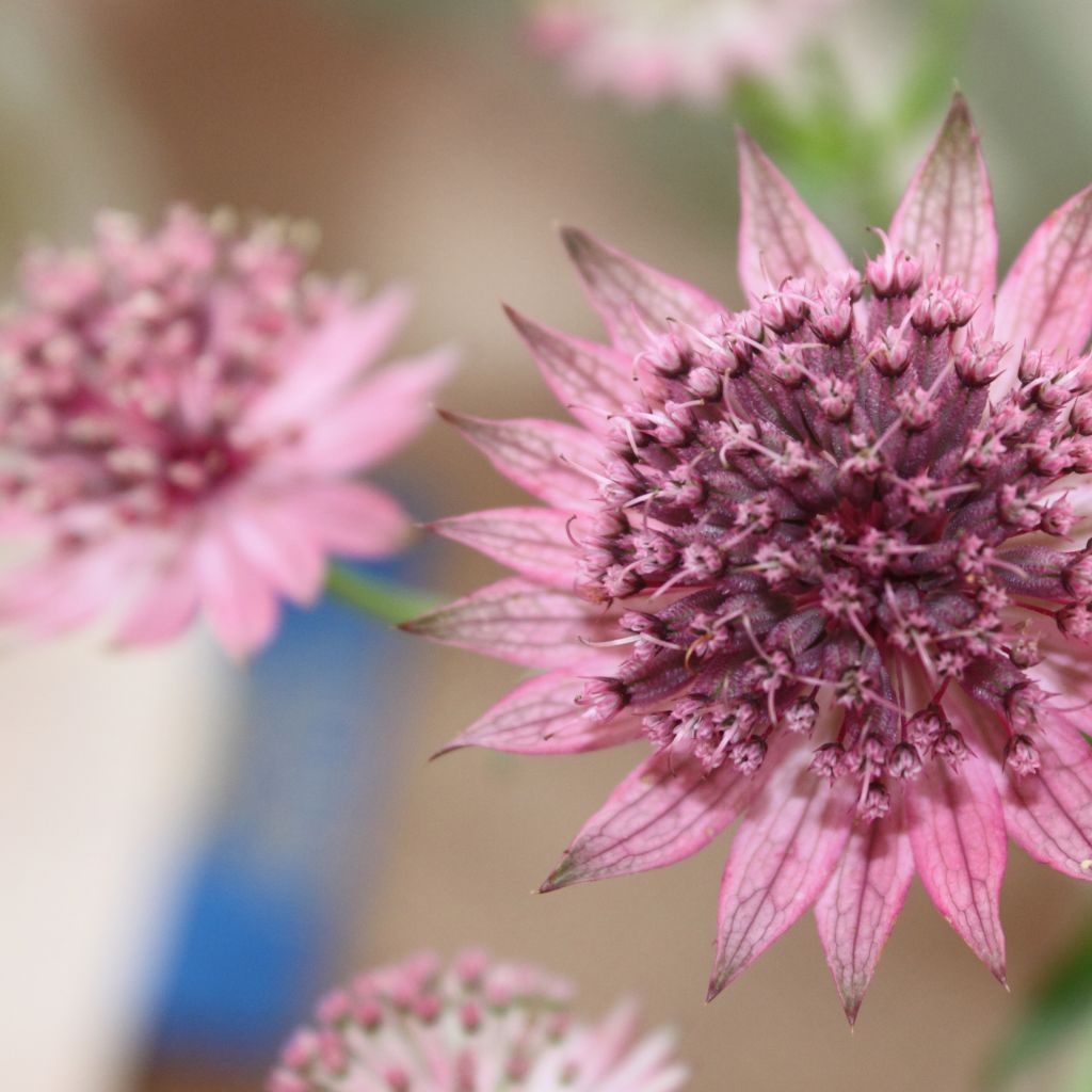 Astrantia major Rubra - Grande astrance