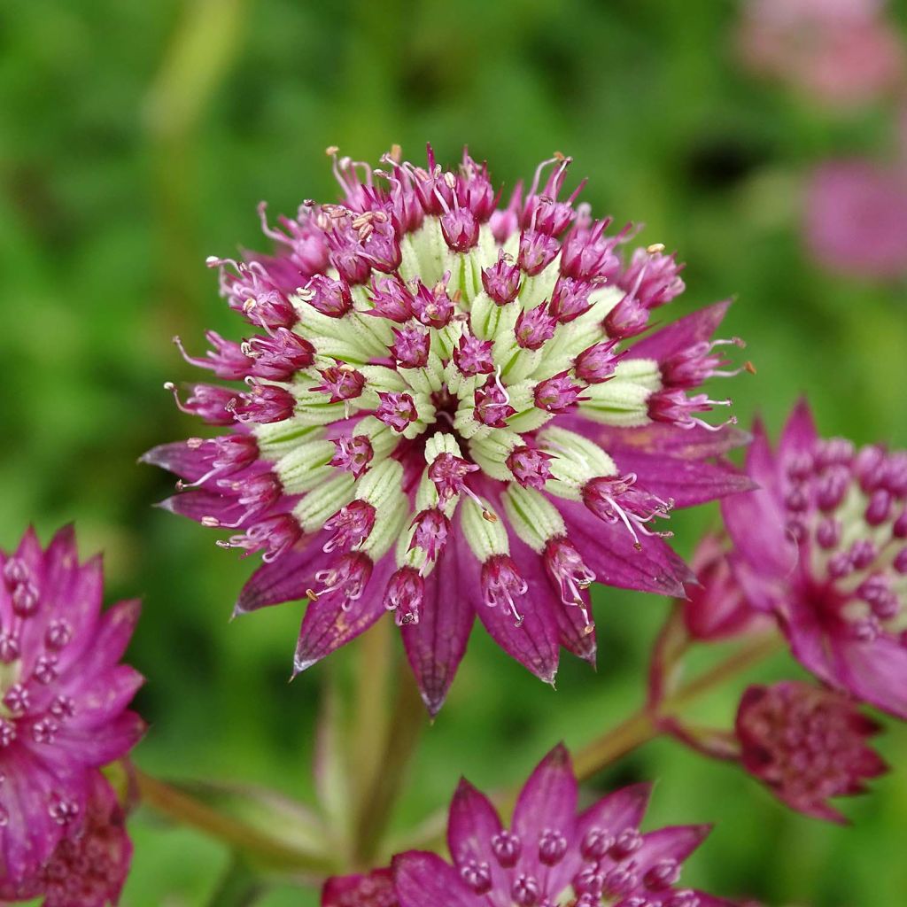 Astrance - Astrantia major Star of Beauty