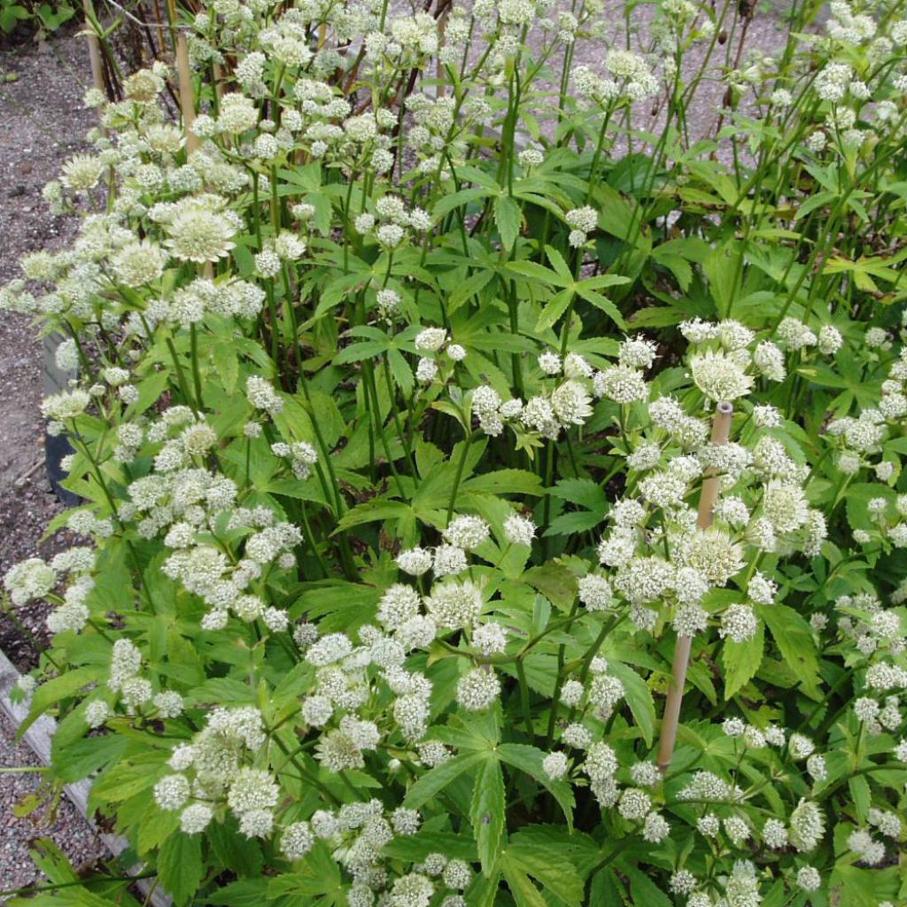 Sanícula hembra Alba - Astrantia major