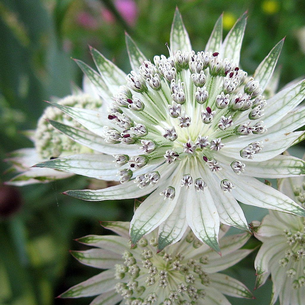 Sanícula hembra Alba - Astrantia major