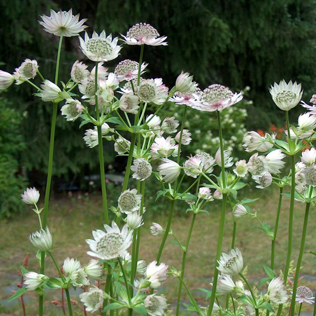 Sanícula hembra Alba - Astrantia major