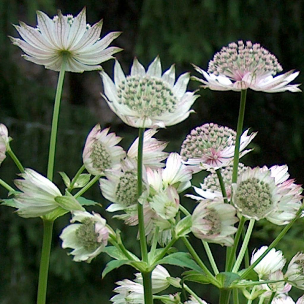 Sanícula hembra Alba - Astrantia major