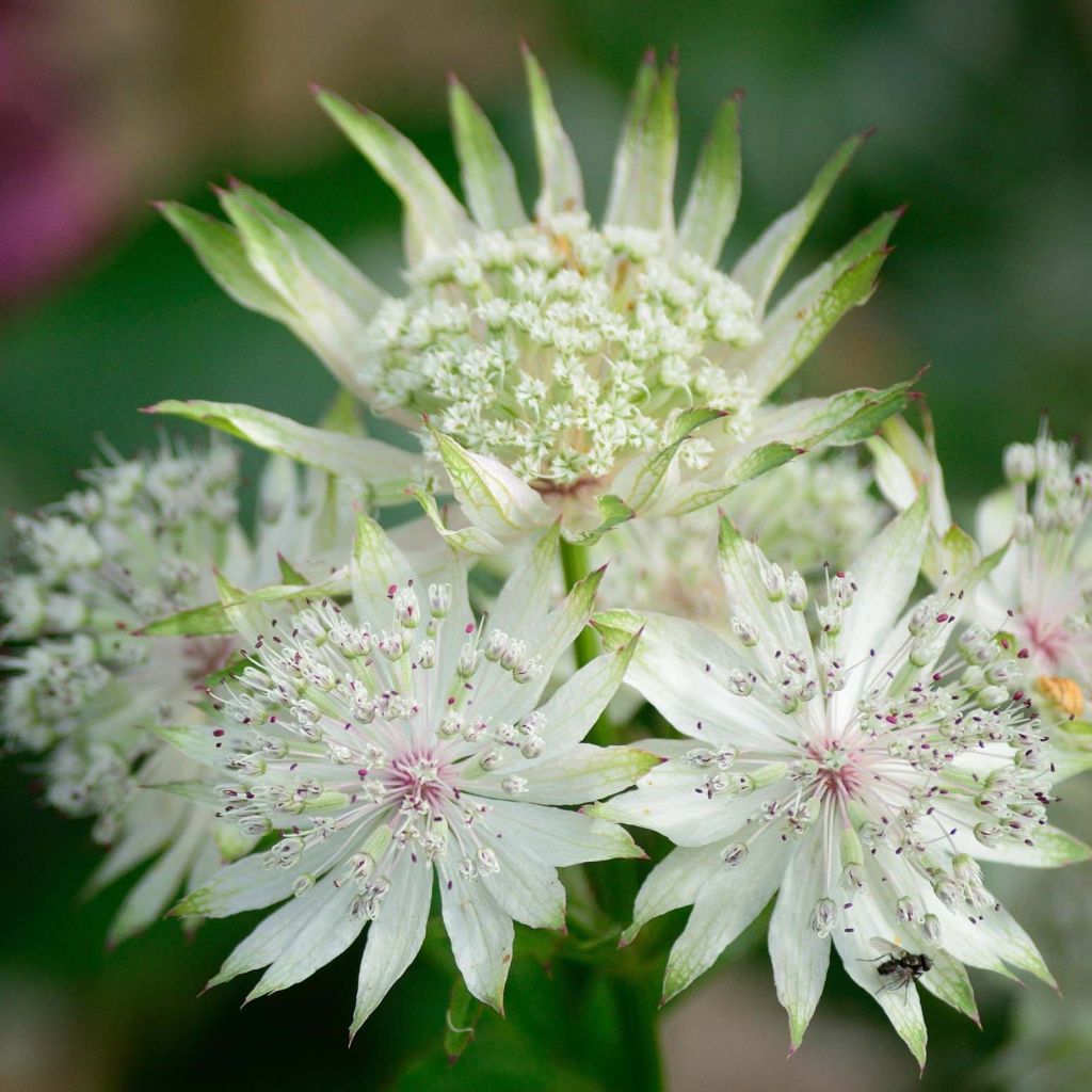 Astrance - Astrantia major White Giant.