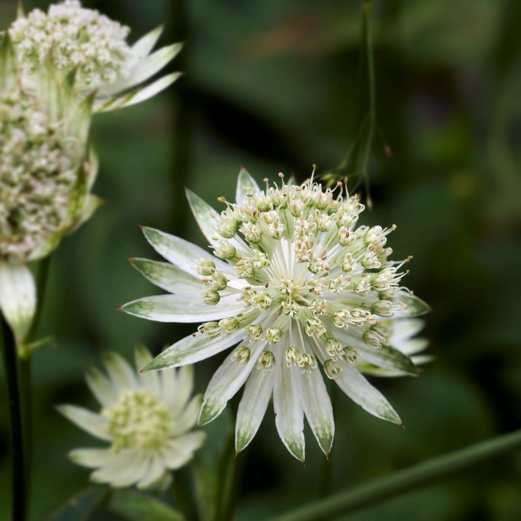 Sanícula hembra Alba - Astrantia major