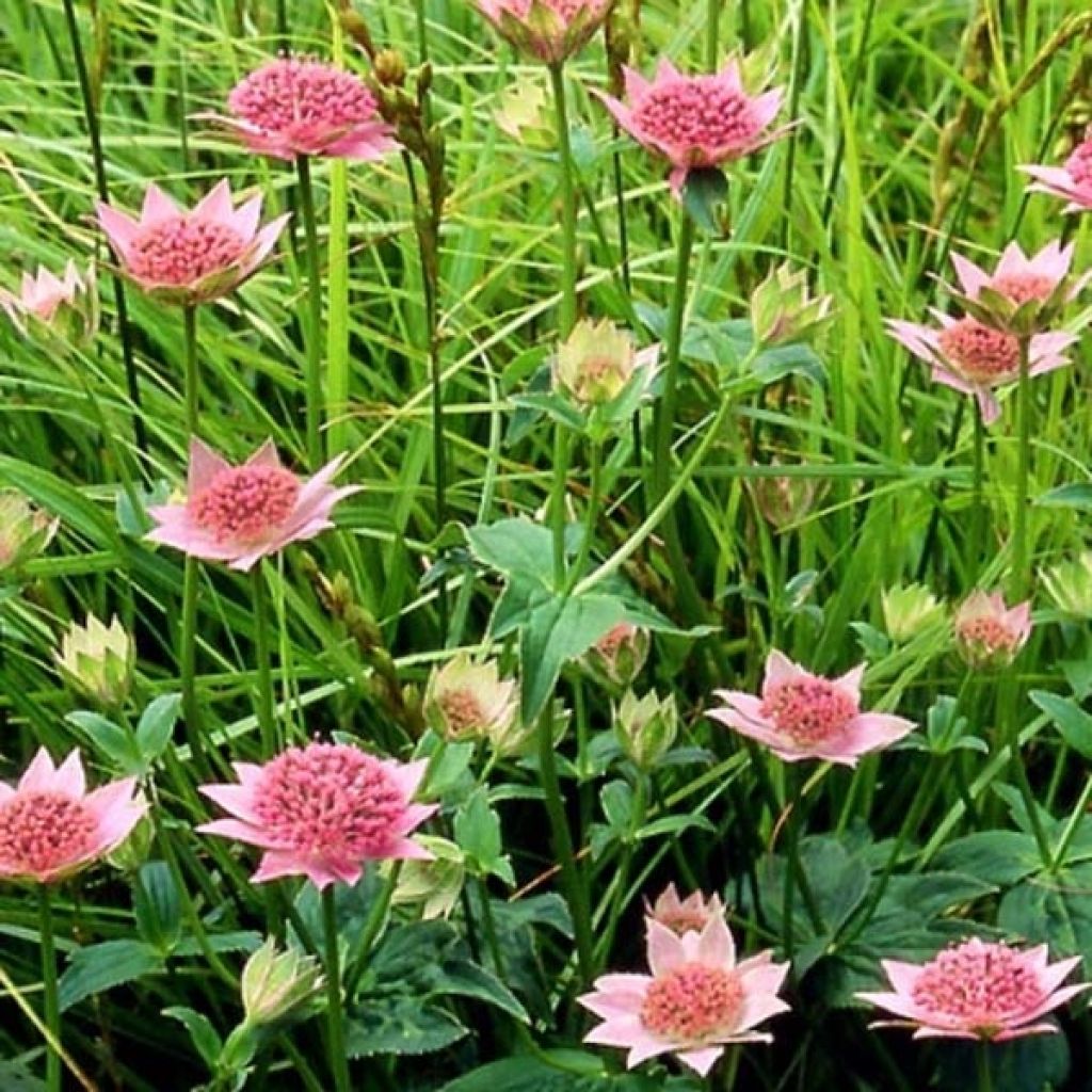 Astrantia maxima - Sanícula