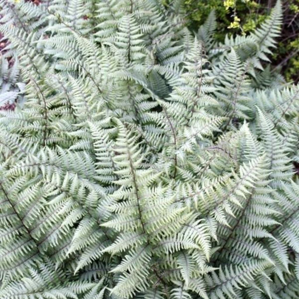 Athyrium Ghost - Fougère femelle hybride