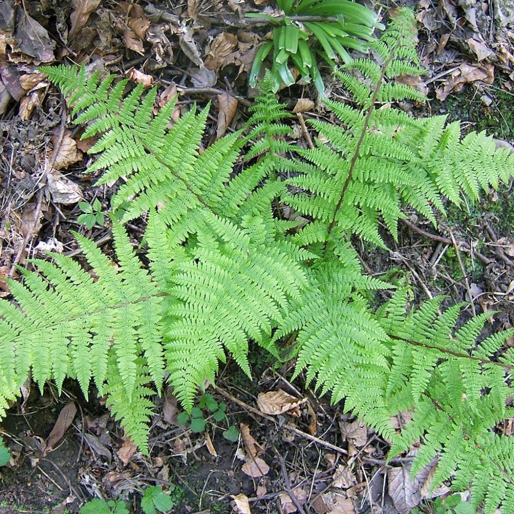 Athyrium filix-femina - Fougère femelle