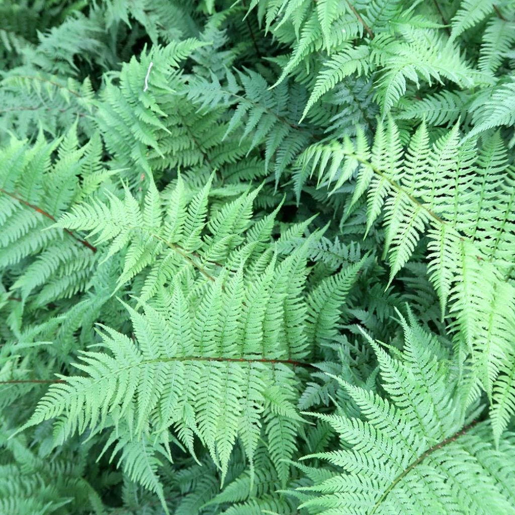 Athyrium filix-femina Lady in Red - Fougère femelle