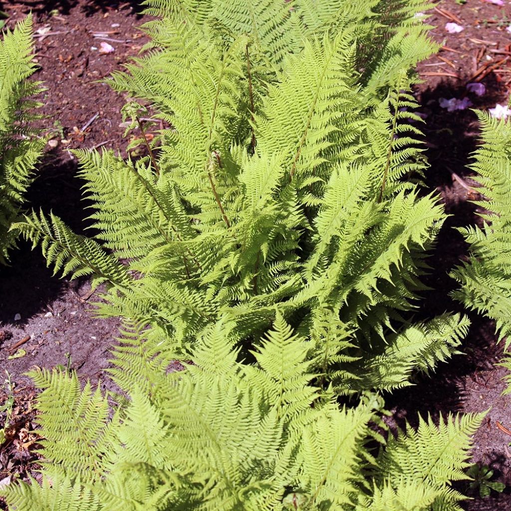 Athyrium filix-femina Rotstiel - Fougère femelle