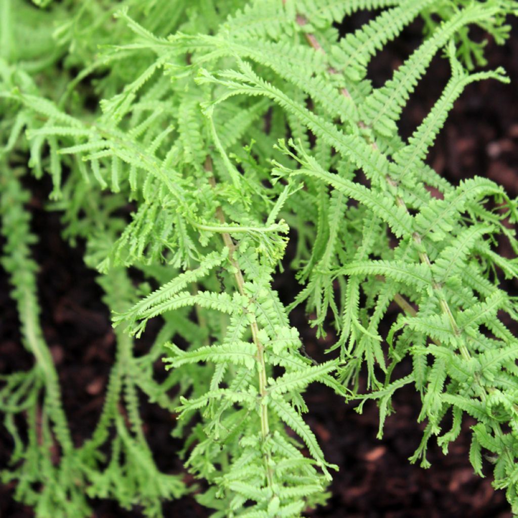 Athyrium filix-femina Victoriae - Helecho hembra