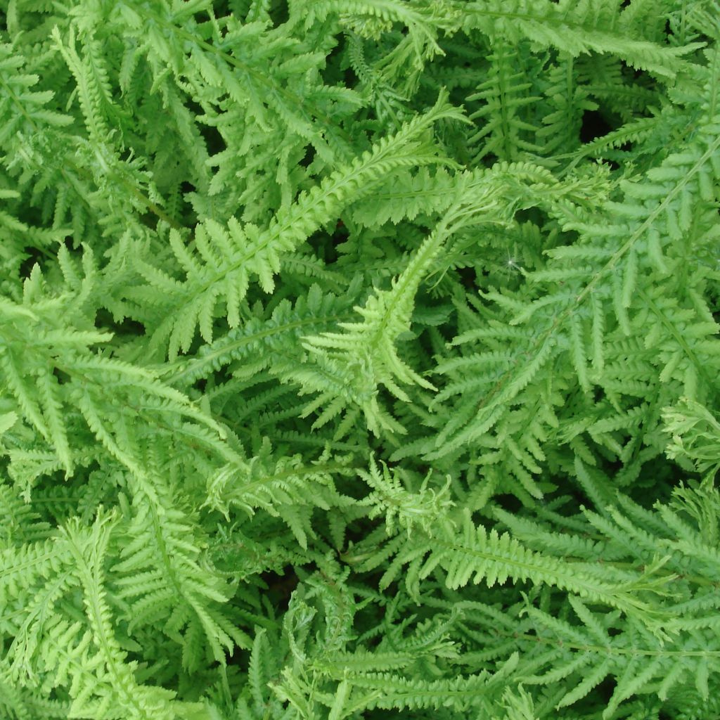 Athyrium filix-femina Victoriae - Helecho hembra